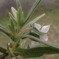 Trichodesma indicum (L.) Sm.